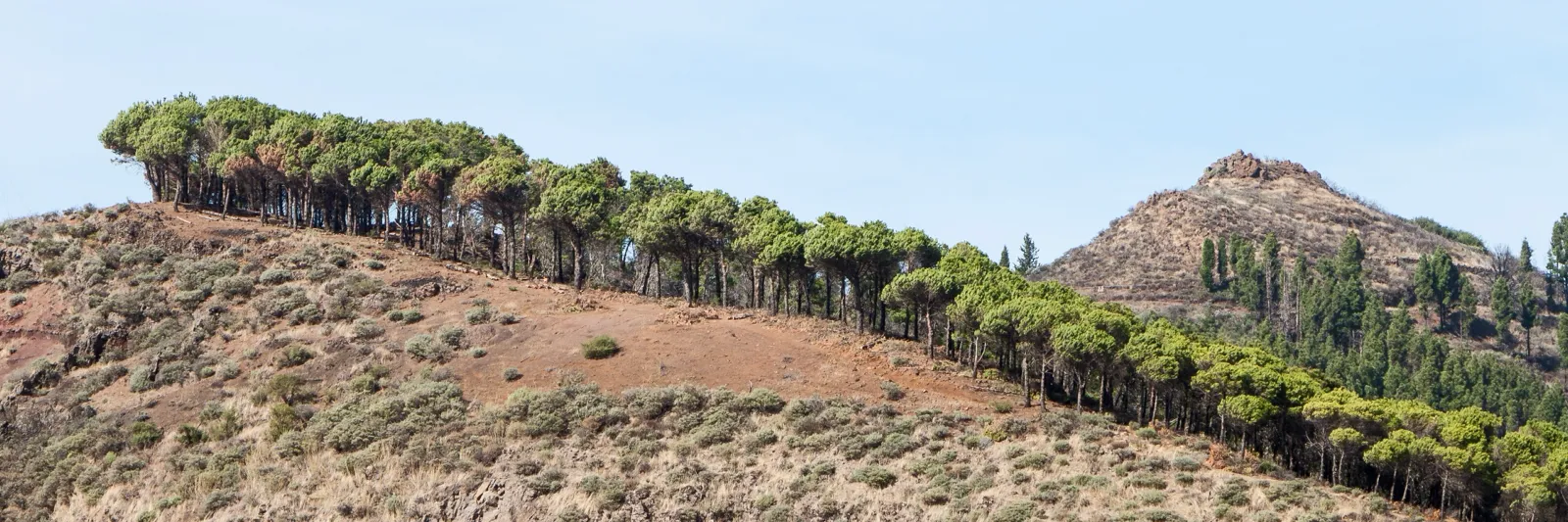 Tallar på bergskammen vid Degollada de la Cumbre på Gran Canaria